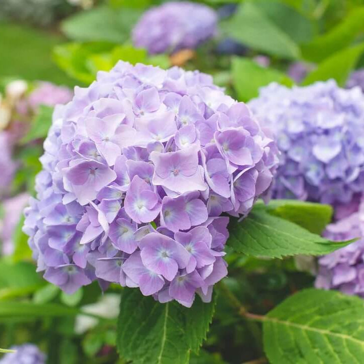 Violet Hydrangea Seeds