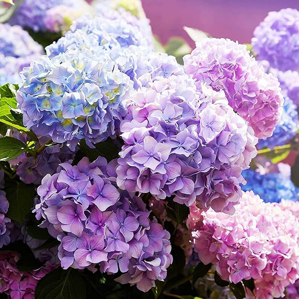 Violet Hydrangea Seeds