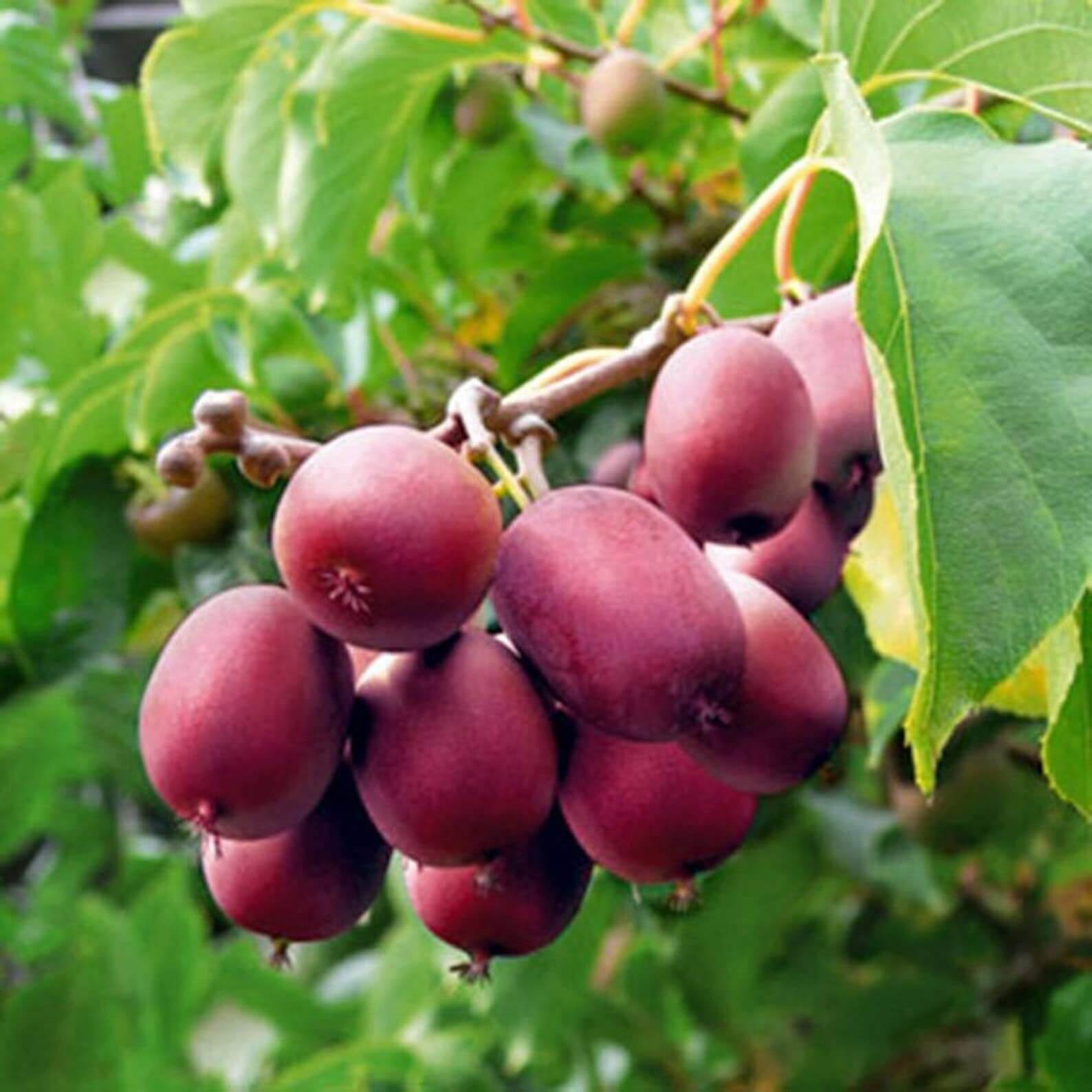 Violet Kiwi Seeds