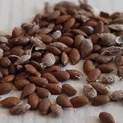 Violet Kiwi Seeds