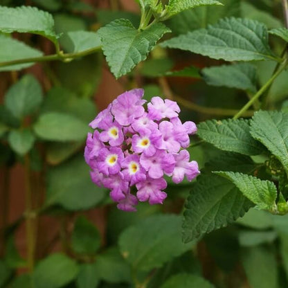 Violet Lantana Seeds 