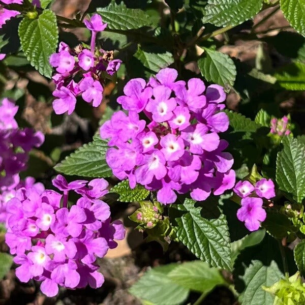 Violet Lantana Seeds 