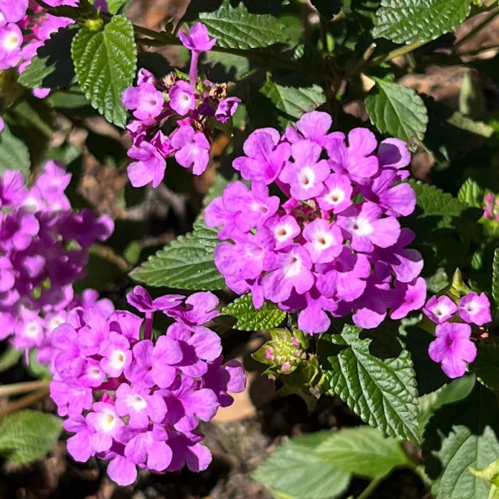 Violet Lantana Seeds 