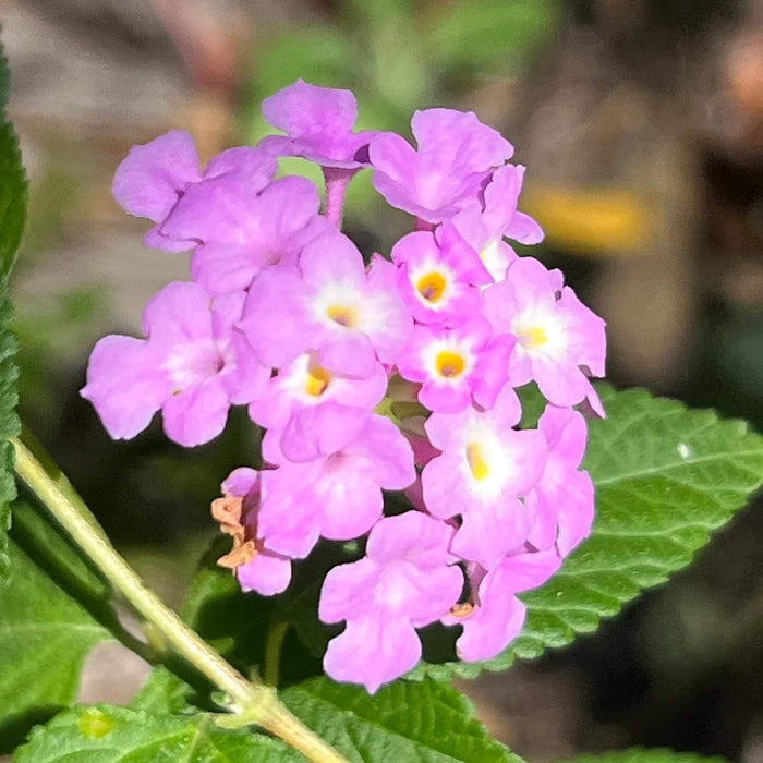 Violet Lantana Seeds 