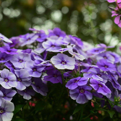 Violet Phlox Seeds 
