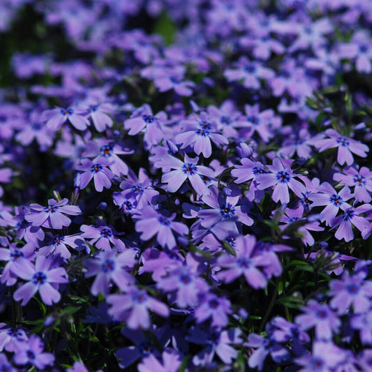 Violet Phlox Seeds 