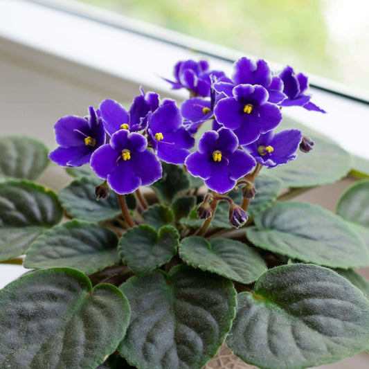 Violet Pink African Violet Seeds - Flower Plant