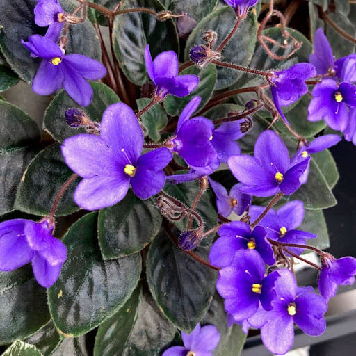 Violet Pink African Violet Seeds - Flower Plant