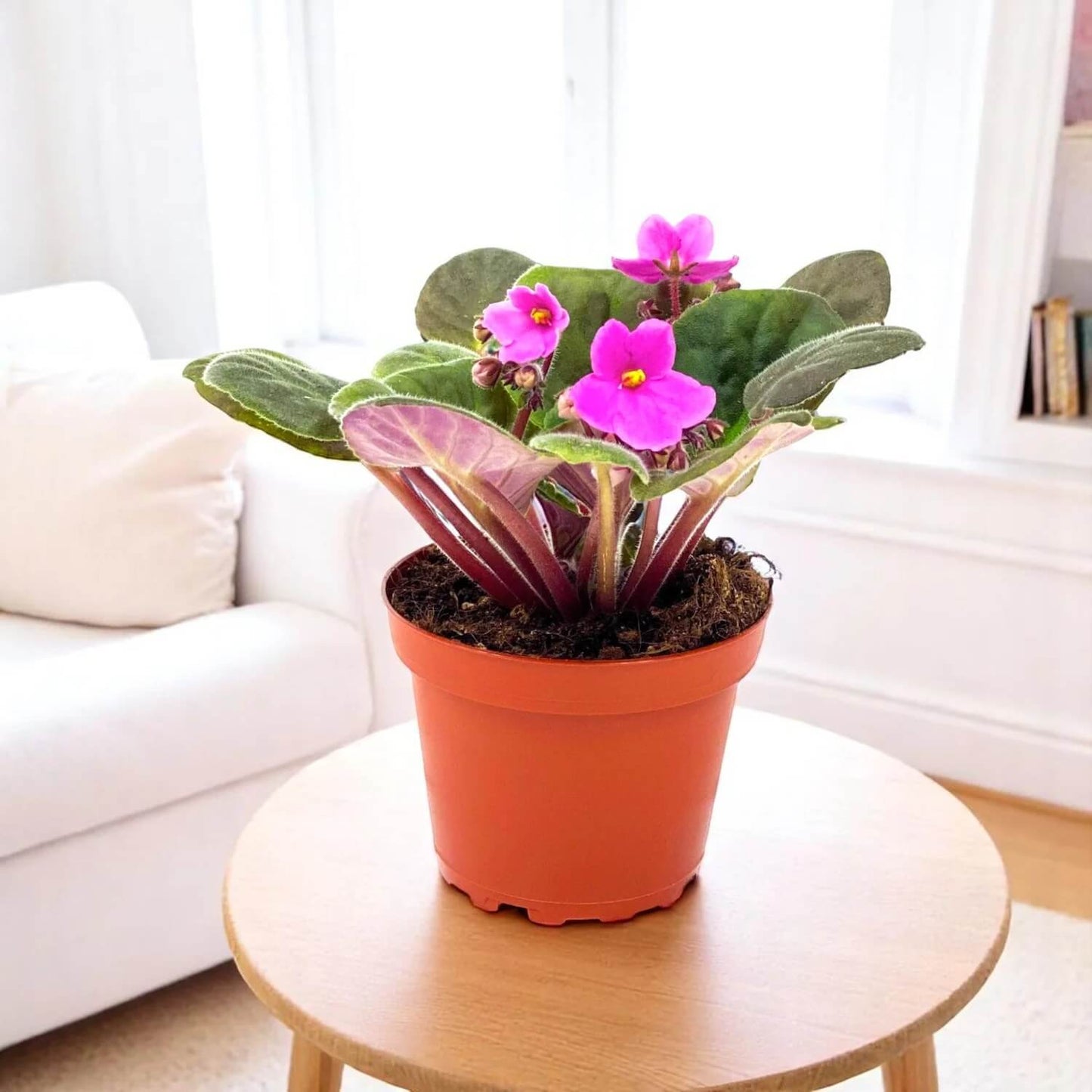 Violet Pink African Violet Seeds - Flower Plant