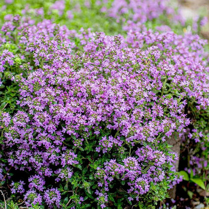 Violet Serpyllum Seeds - Flower Plant