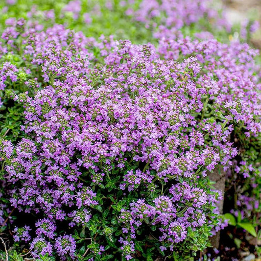 Violet Serpyllum Seeds - Flower Plant
