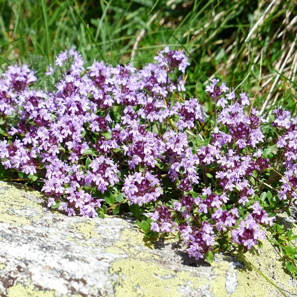 Violet Serpyllum Seeds - Flower Plant