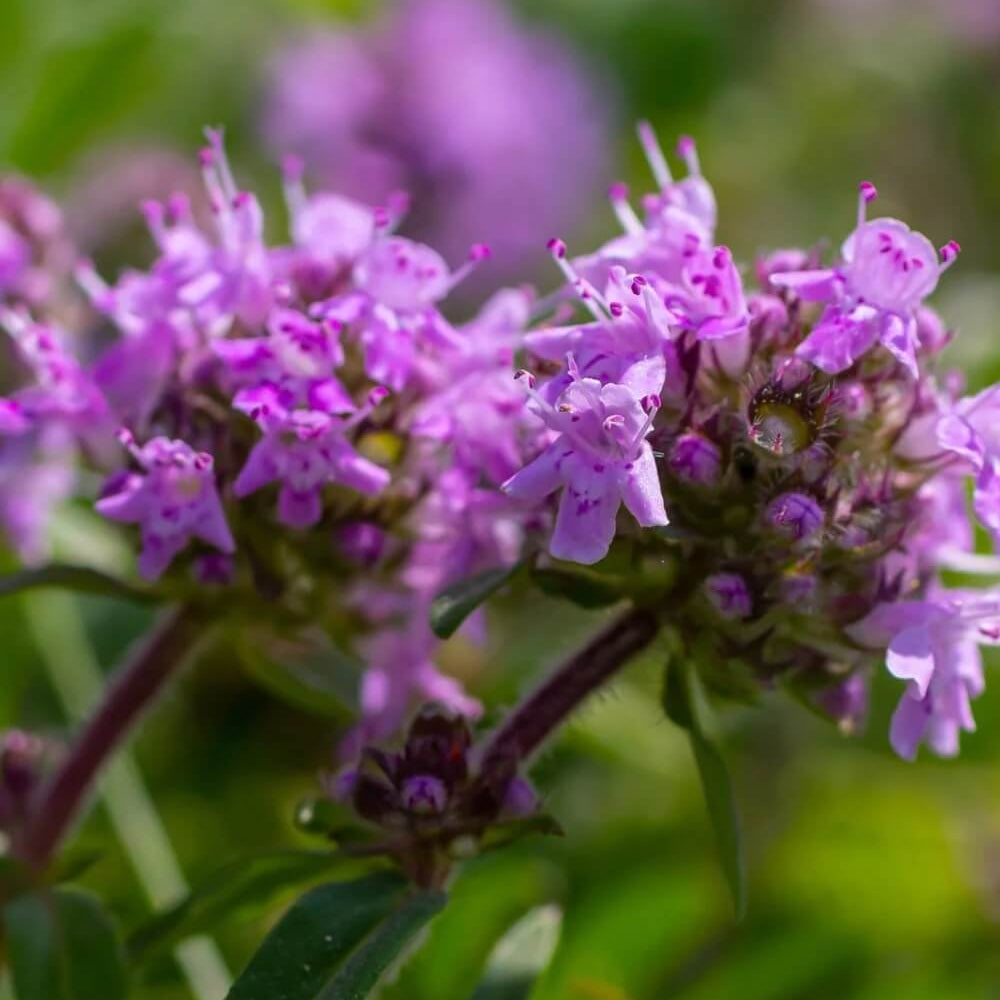 Violet Serpyllum Seeds - Flower Plant
