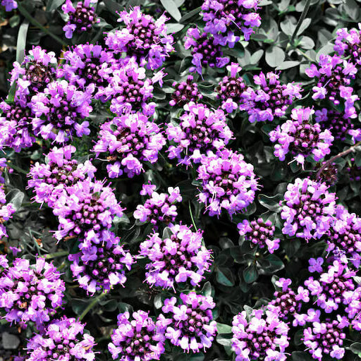 Violet Serpyllum Seeds - Flower Plant