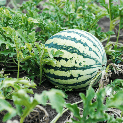 Violet Watermelon Seeds 