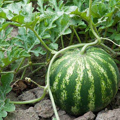 Violet Watermelon Seeds 