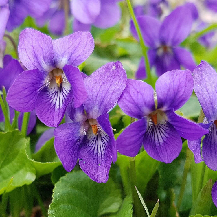 Violet seeds - Flower Plant for Home Gardens