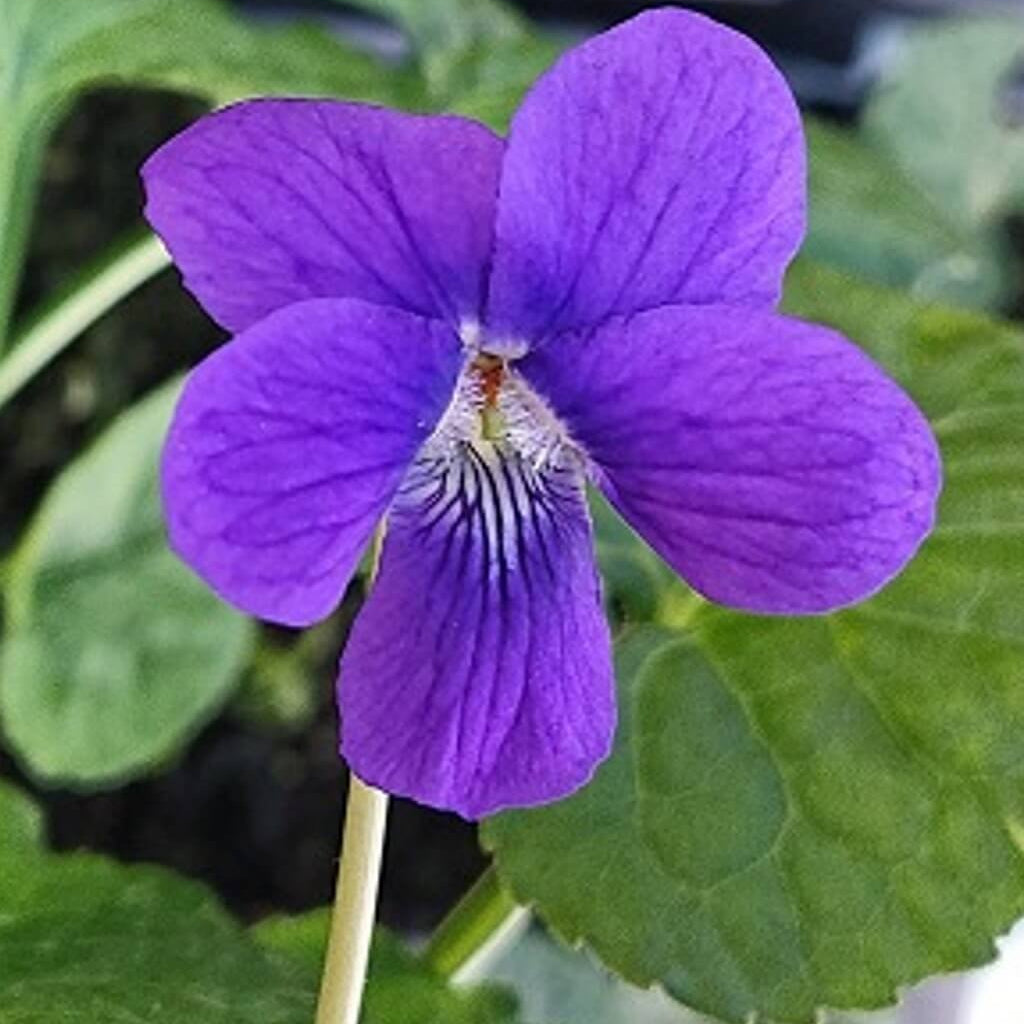 Violet seeds - Flower Plant for Home Gardens
