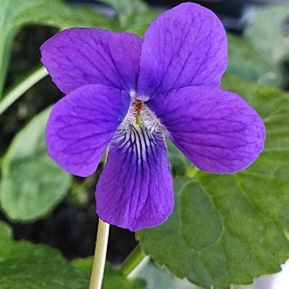 Violet seeds - Flower Plant for Home Gardens