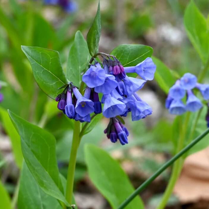 Virginia Bluebells Mertensia Virginica Seeds