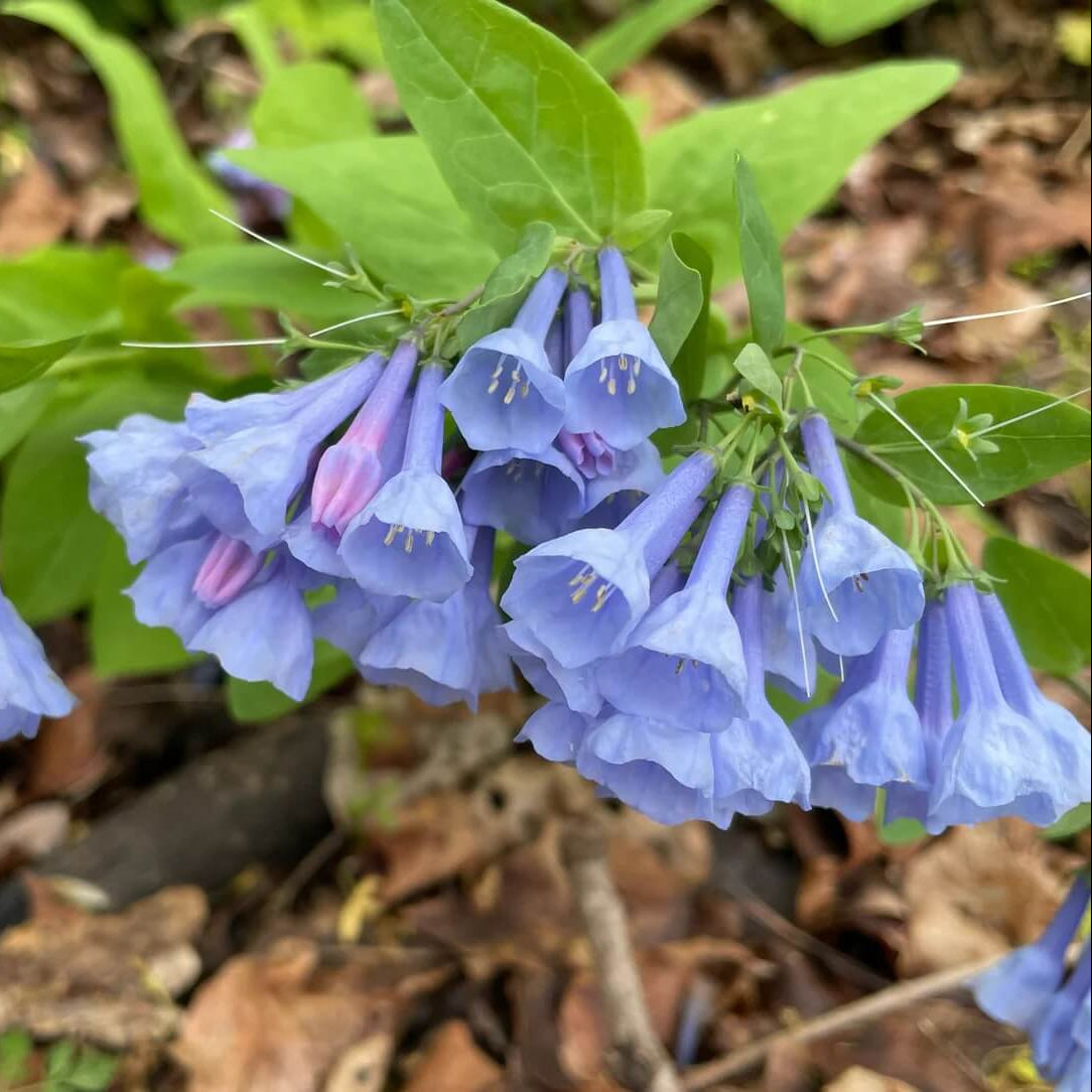 Virginia Bluebells Mertensia Virginica Seeds