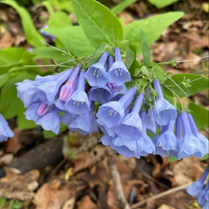 Virginia Bluebells Mertensia Virginica Seeds