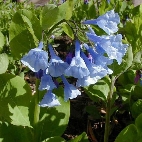 Virginia Bluebells Mertensia Virginica Seeds