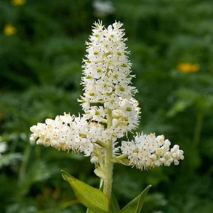 Virginia Bunchflower Lily Seeds