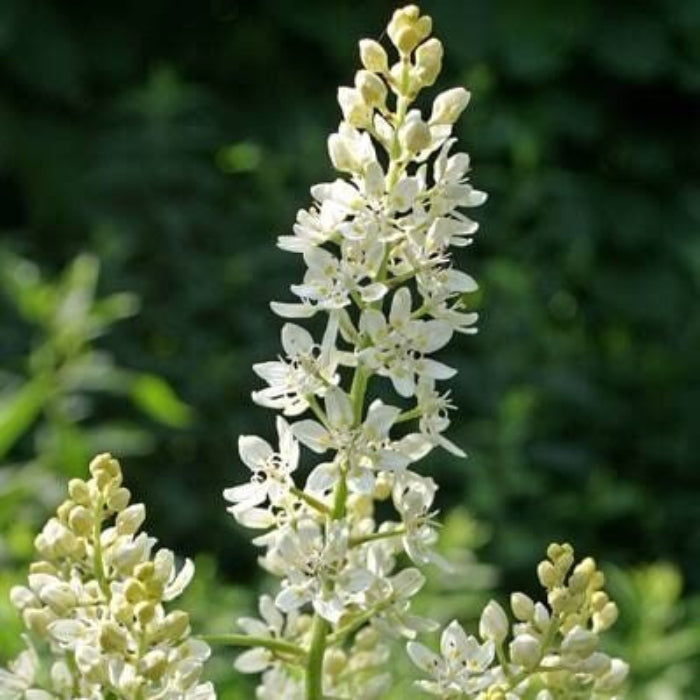 Virginia Bunchflower Lily Seeds