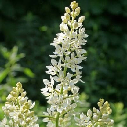 Virginia Bunchflower Lily Seeds