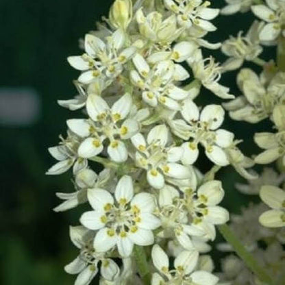 Virginia Bunchflower Lily Seeds