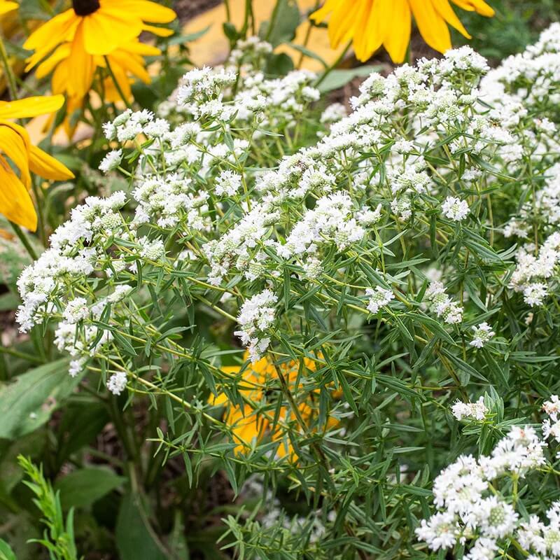 Virginia Mint Seeds - Herbal Plant