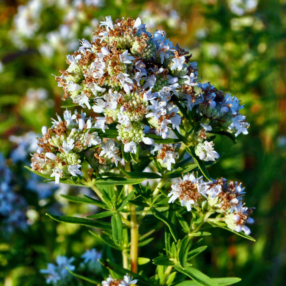 Virginia Mint Seeds - Herbal Plant