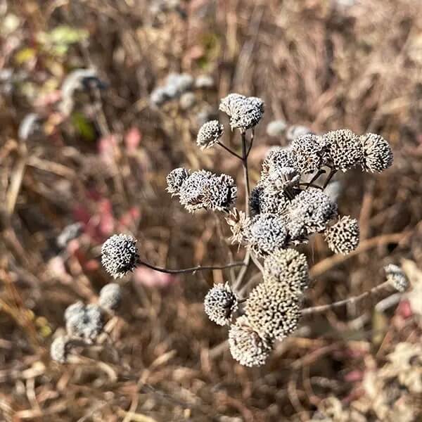 Virginia Mint Seeds - Herbal Plant