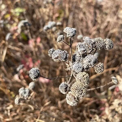 Virginia Mint Seeds - Herbal Plant