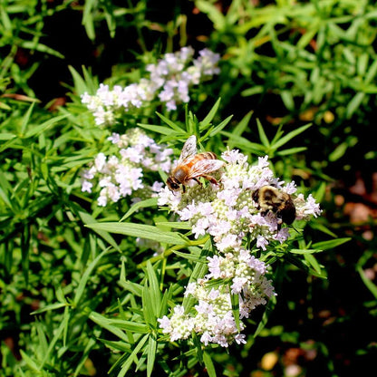 Virginia Mint Seeds - Herbal Plant