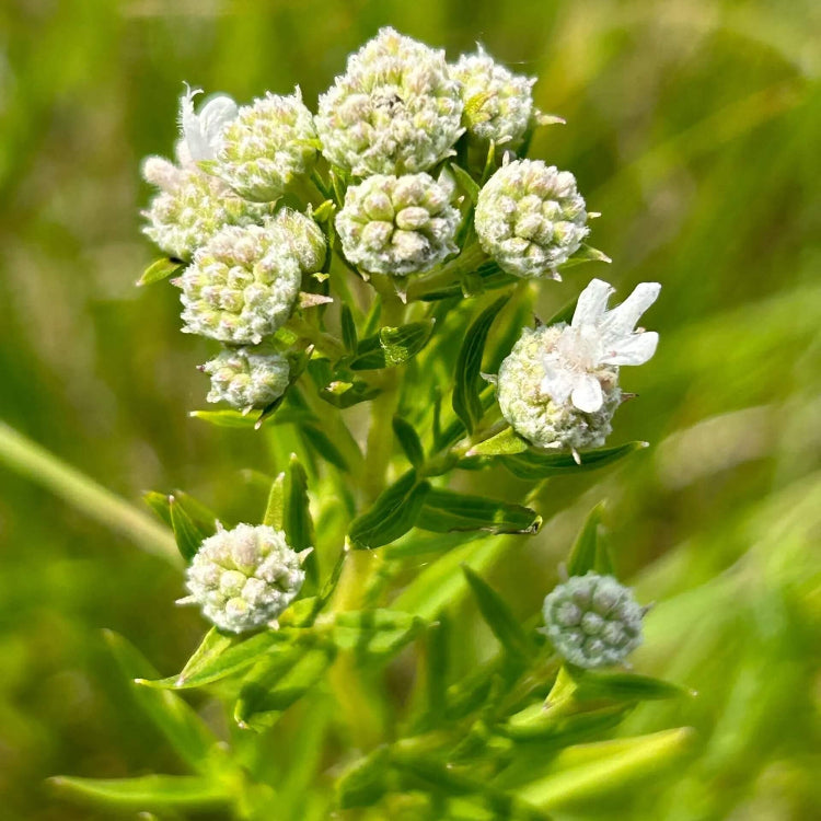 Virginia Mint Seeds - Herbal Plant