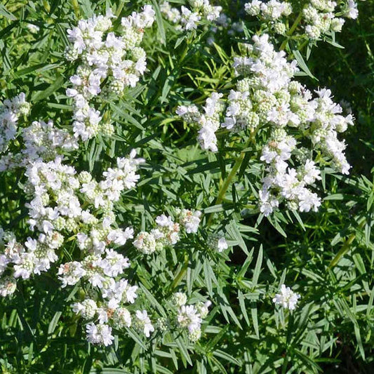 Virginia Mountain Mint Seeds - Herbal Plant