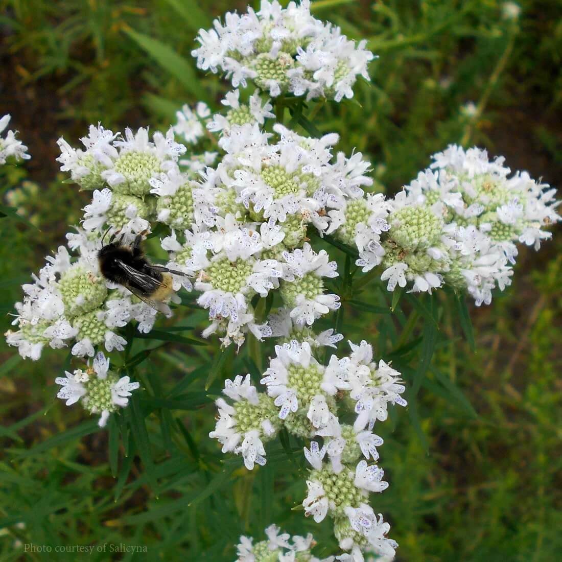 Virginia Mountain Mint Seeds - Herbal Plant
