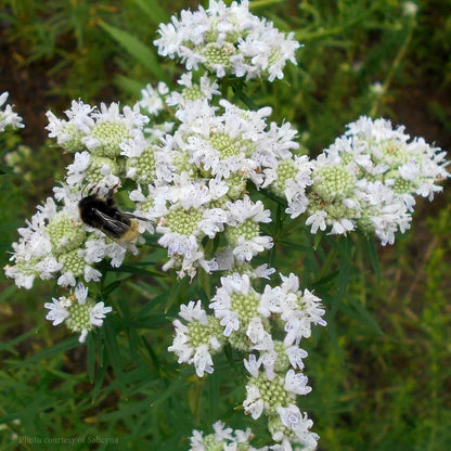 Virginia Mountain Mint Seeds - Herbal Plant