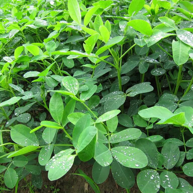 Virginia Peanut Seeds