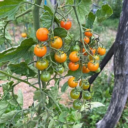 Virginia Sweet Tomato Seeds - Heirloom Vegetable Plant for Home Gardens