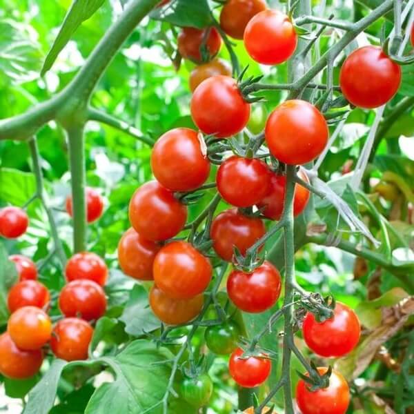 Virginia Sweet Tomato Seeds - Heirloom Vegetable Plant for Home Gardens