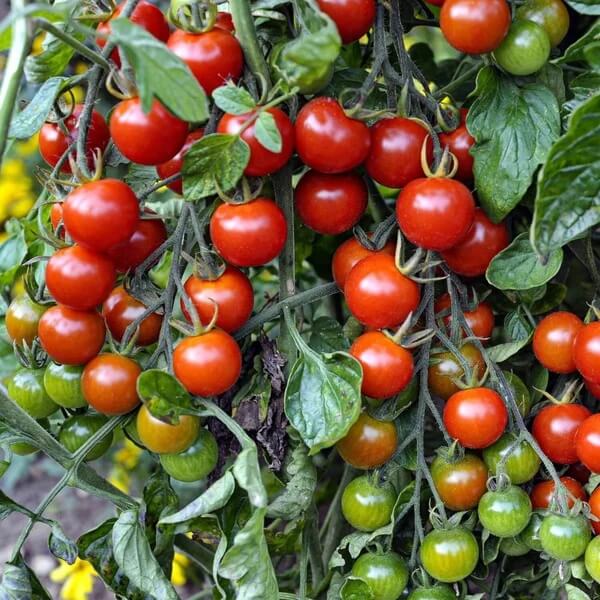 Virginia Sweet Tomato Seeds - Heirloom Vegetable Plant for Home Gardens