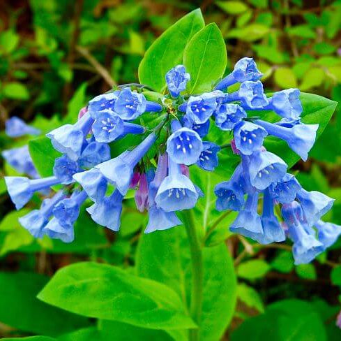 Virginia bluebell seeds - Flower Plant