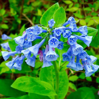 Virginia bluebell seeds - Flower Plant