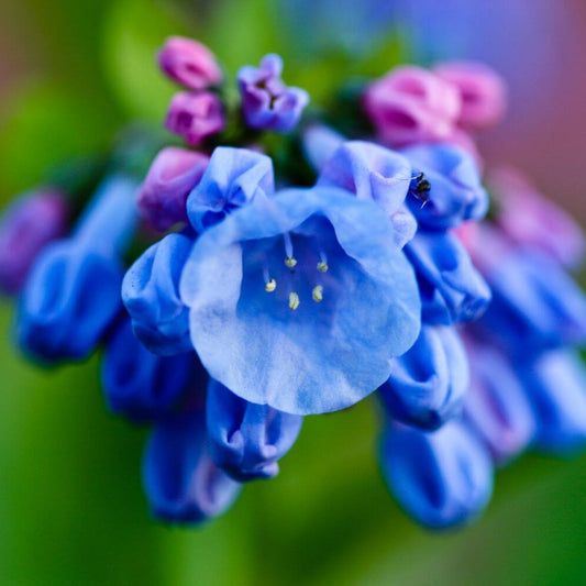 Virginia bluebell seeds - Flower Plant