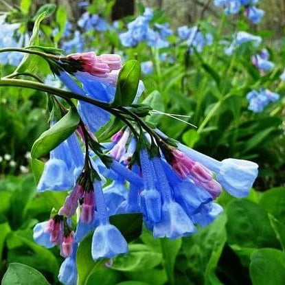 Virginia bluebell seeds - Flower Plant