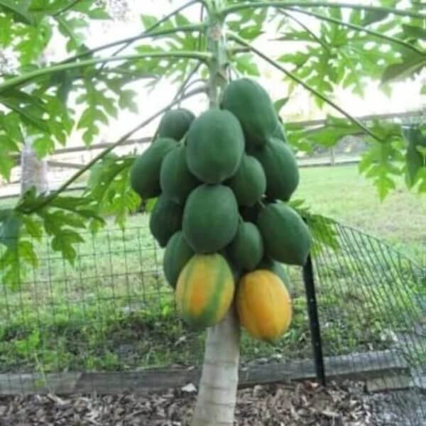 Waimanalo Dwarf Papaya Seeds 