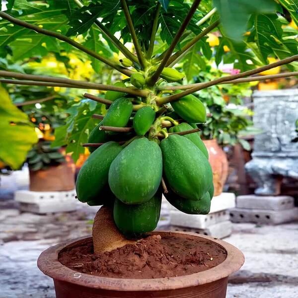 Waimanalo Dwarf Papaya Seeds 